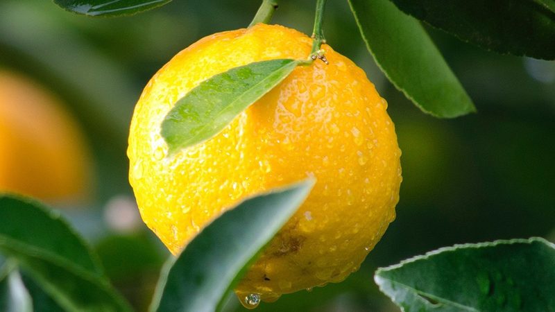 上海生物科技公司代理条件：合规与效率的平衡之道**