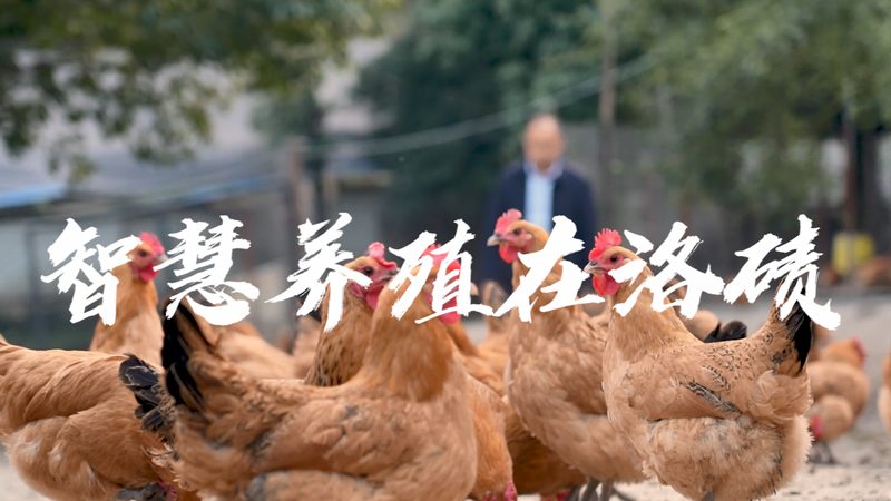 细胞培养基定制，揭秘其流程与关键步骤**